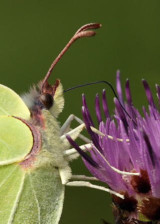 Brimstone Gonepteryx rhamni