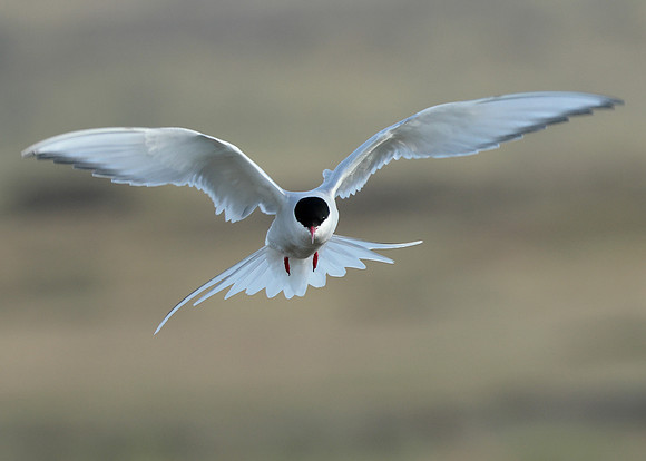 Arctic Tern Sterna paradisaea