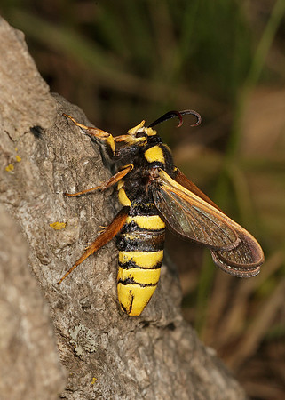 52.002 BF0370 Hornet Moth Sesia apiformis
