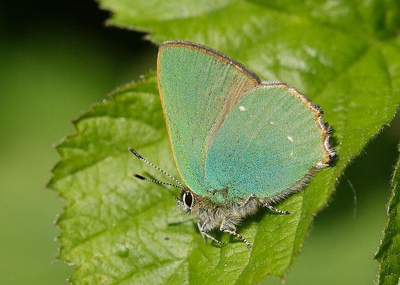 Green Hairstreak Callophrys rubi