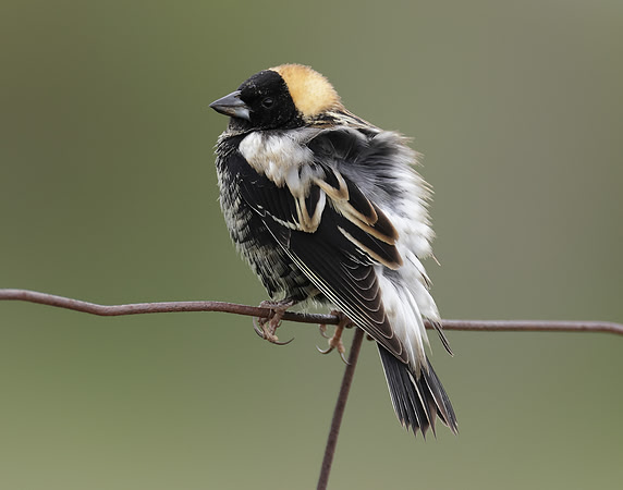 Bobolink Dolichonyx oryzivorus