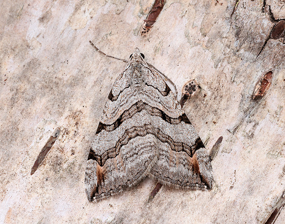 70.192 BF1867 Treble-bar Aplocera plagiata
