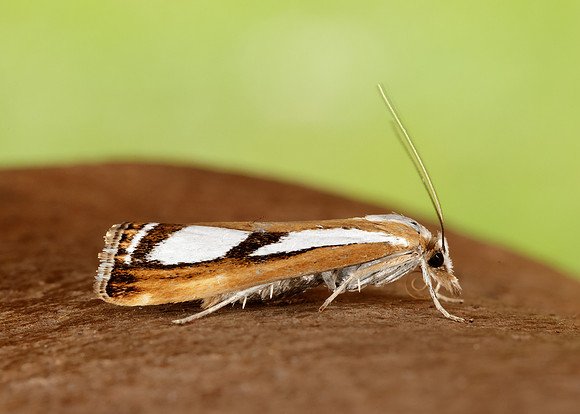 63.096 BF1310 Catoptria permutatellus
