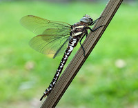 Common Hawker Aeshna juncea