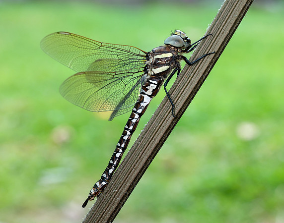 Common Hawker Aeshna juncea