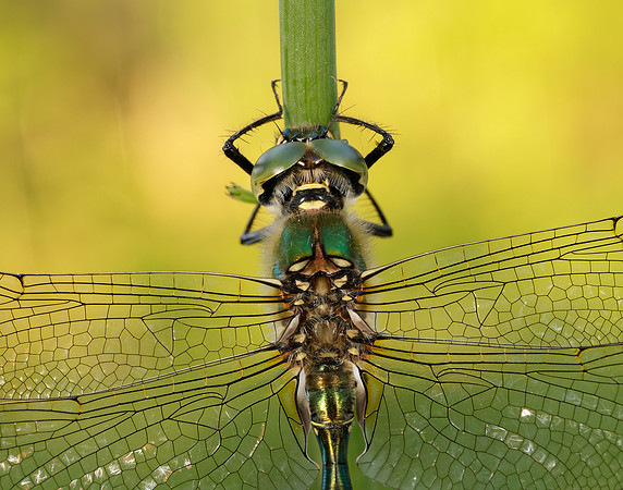 Brilliant Emerald Somatochlora metallica
