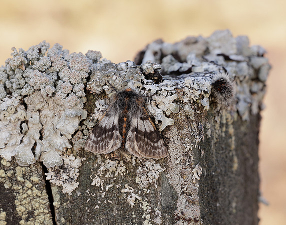 70.249 BF1929 Rannoch Brindled Beauty Lycia lapponaria