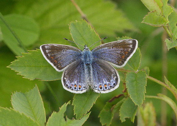 Common Blue Polyommatus icarus