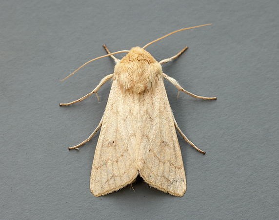 73.295 BF2195 Delicate Mythimna vitellina