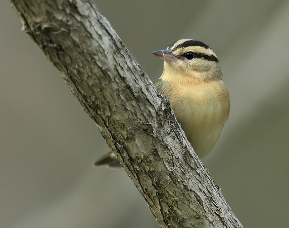 Worm-eating Warbler Helmitheros vermivorum