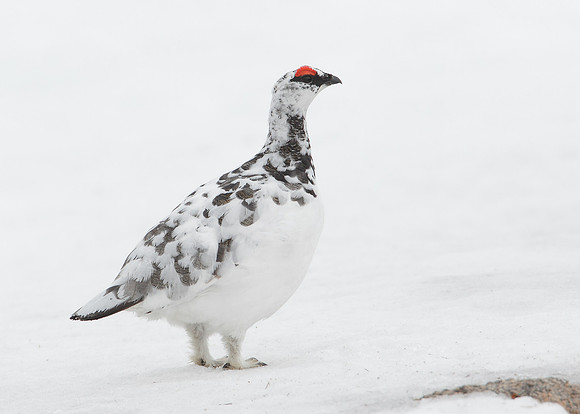 Ptarmigan Lagopus mutus