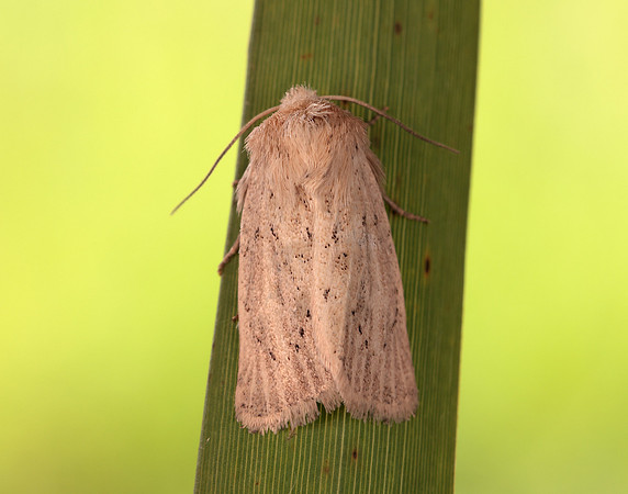 73.149 BF2347  Concolorous Photedes extrema