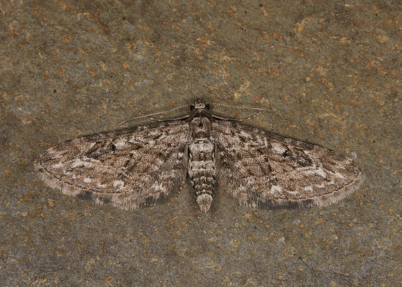 70.168 BF1846 Narrow-winged Pug Eupithecia nanata