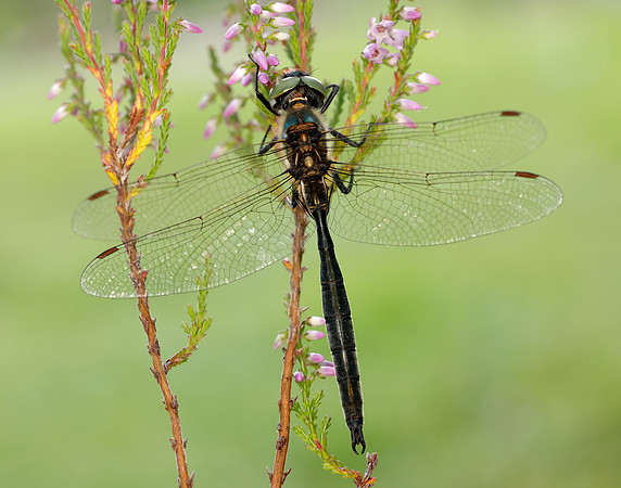 Northern Emerald Somatochlora arctica