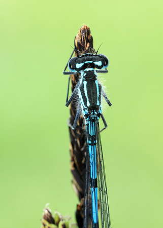 Variable Damselfly Coenagrion pulchellum