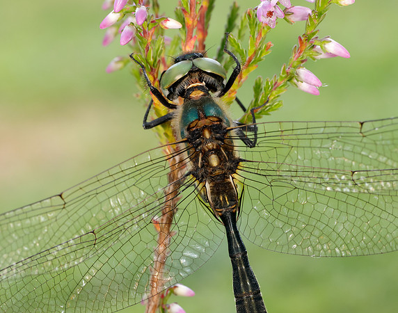 Northern Emerald Somatochlora arctica