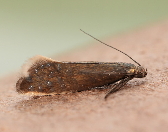 19.002 BF397 Glyphipterix thrasonella