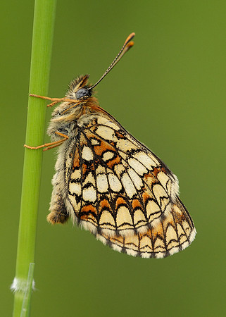 Heath Fritillary Melitaea athalia