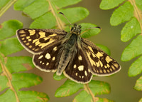 Chequered Skipper Carterocephalus palaemon