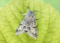 73.040 BF2280 Miller Acronicta leporina