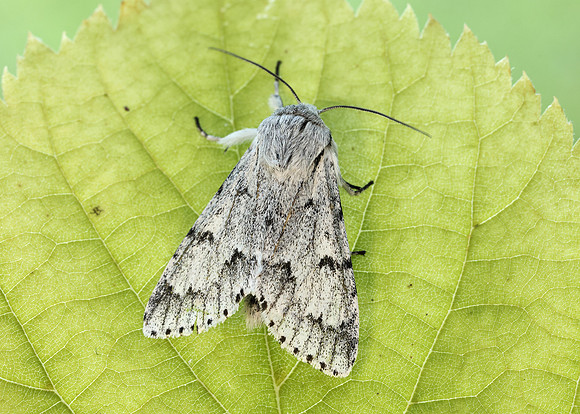 73.040 BF2280  Miller Acronicta leporina
