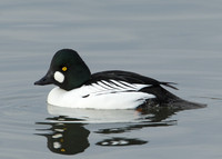 Goldeneye Bucephala clangula
