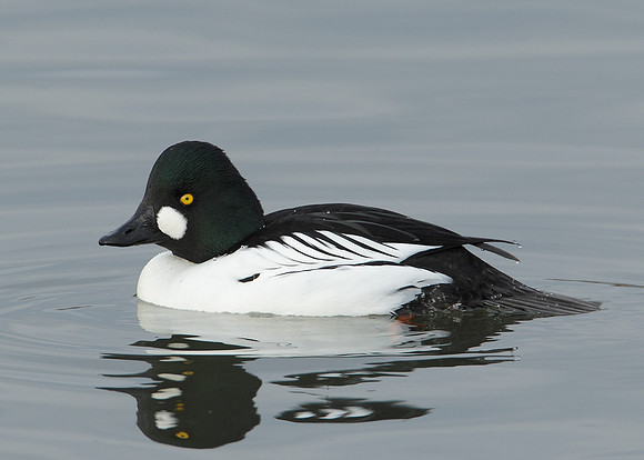 Goldeneye Bucephala clangula