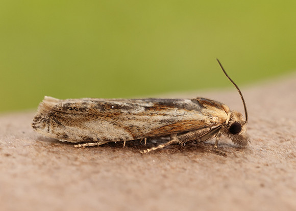 49.265 BF1201 Eucosma cana