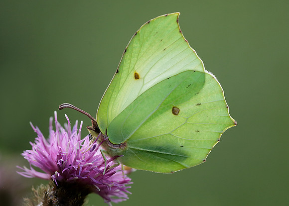 Brimstone Gonepteryx rhamni