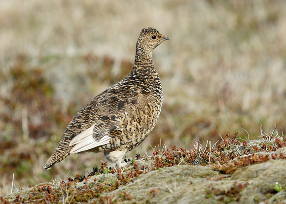 Ptarmigan Lagopus mutus