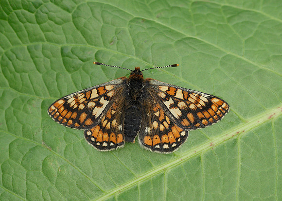 Marsh Fritillary Euphydryas aurinia