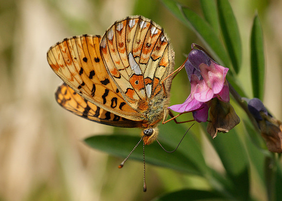 Pearl-Bordered Fritillary Boloria euphrosyne