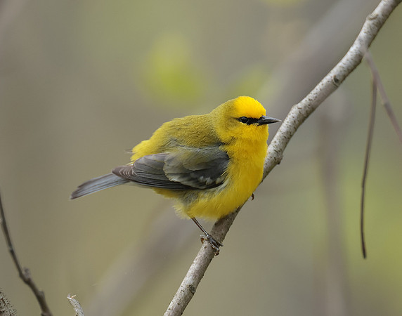 Blue-winged Warbler Vermivora cyanoptera