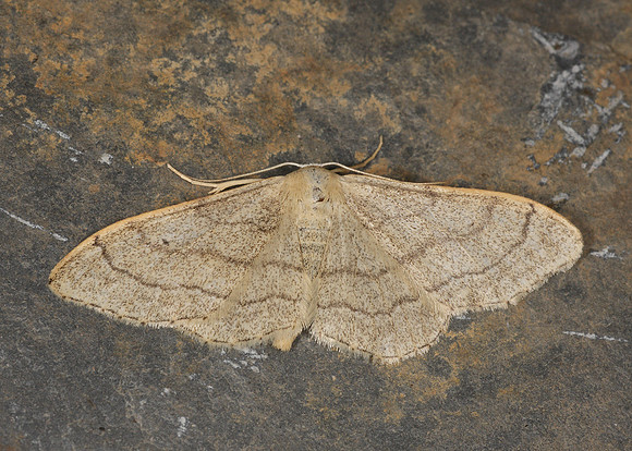 70.016 BF1713 Riband Wave Idaea aversata