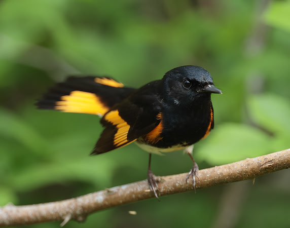 American Redstart Setophaga ruticilla