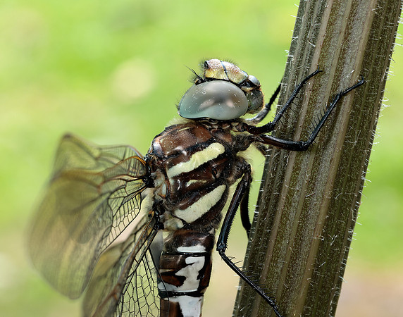 Common Hawker Aeshna juncea