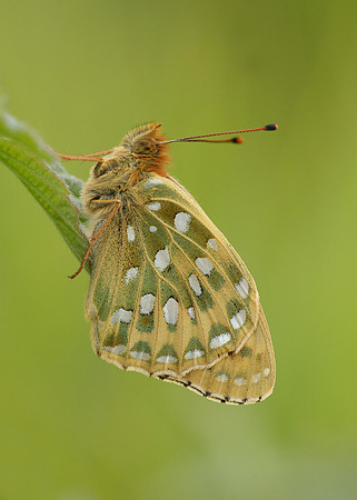 Dark Green fritillary Argynnis aglaja