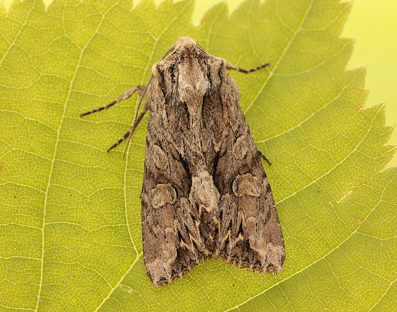 73.162 BF2321 Dark Arches Apamea monoglypha