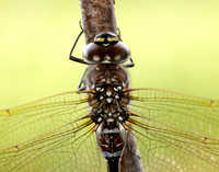 Common Hawker Aeshna juncea