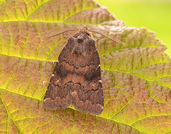 73.102 BF2302 Brown Rustic Rusina ferruginea