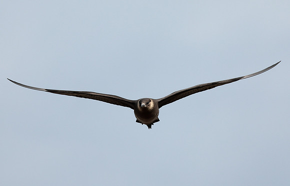 Arctic Skua Stercorarius parasiticus