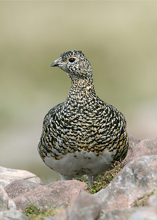 Ptarmigan Lagopus mutus