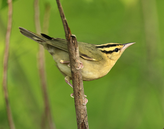 Worm-eating Warbler Helmitheros vermivorum