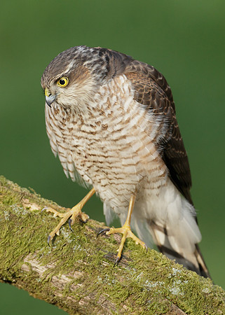 Sparrowhawk Accipiter nisus
