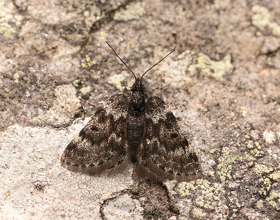 70.289 BF1965 Black Mountain Moth Glacies coracina