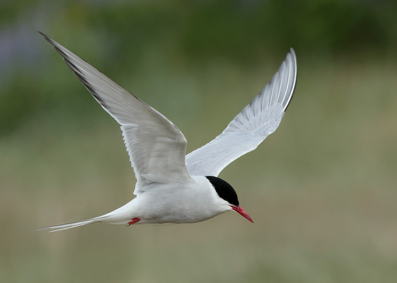 Arctic Tern Sterna paradisaea