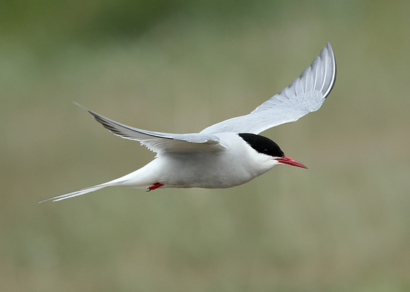 Arctic Tern Sterna paradisaea