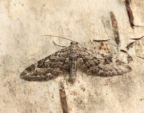 70.168 BF1846 Narrow-winged Pug Eupithecia nanata