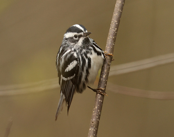 Black & White Warbler Mniotilta varia