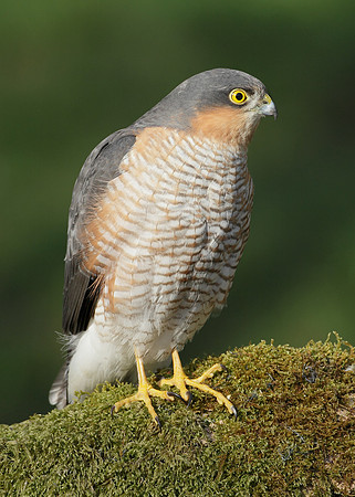 Sparrowhawk Accipiter nisus